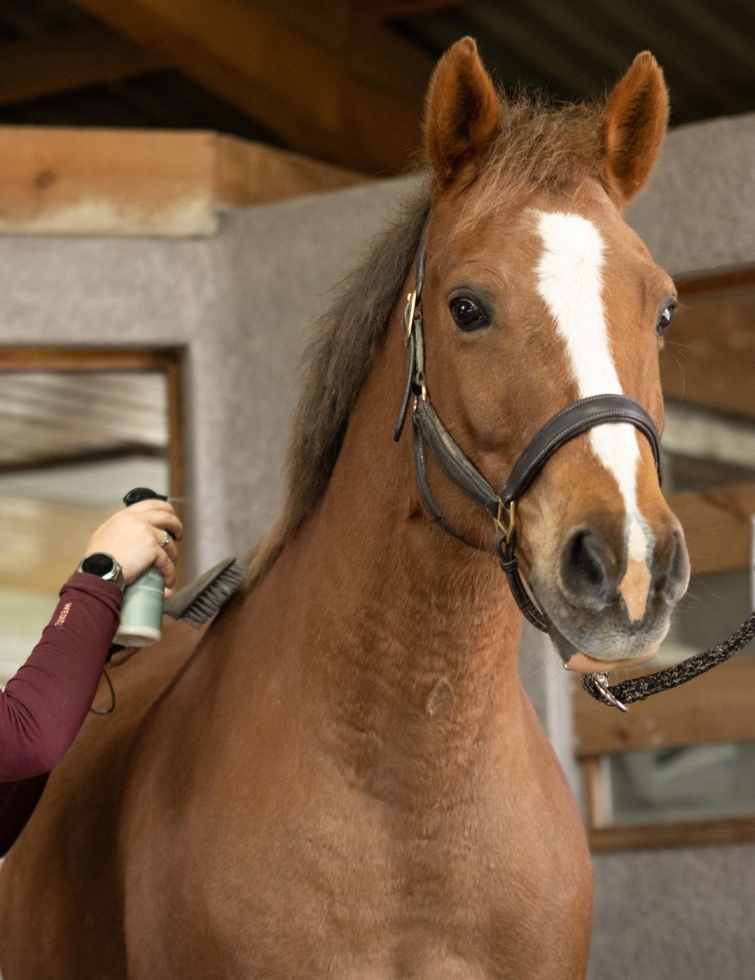 démêlant crins naturel 2