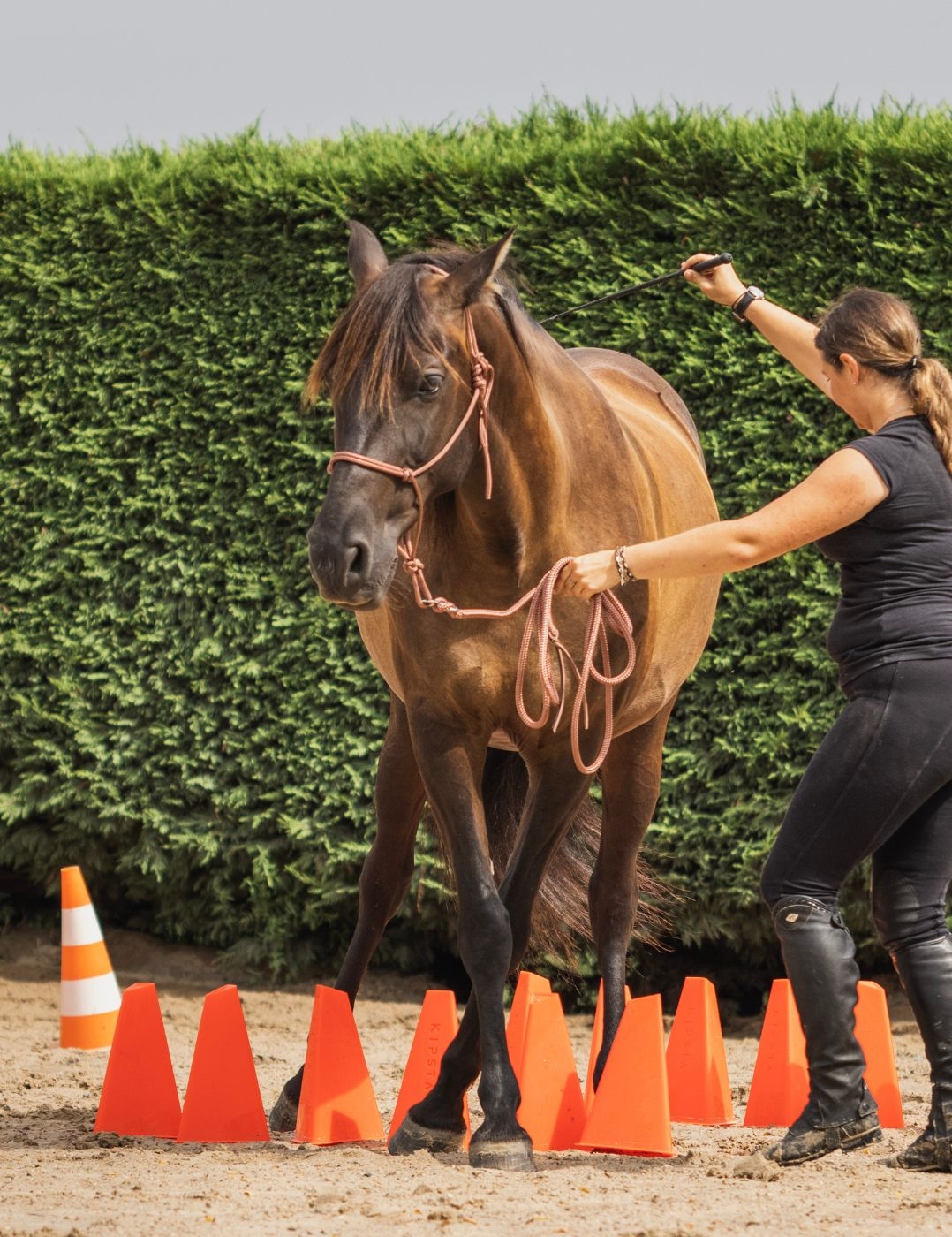 Longe éthologique légère