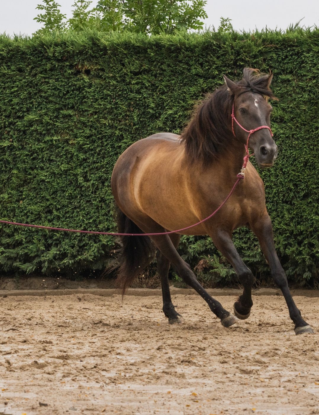 Longe éthologique légère