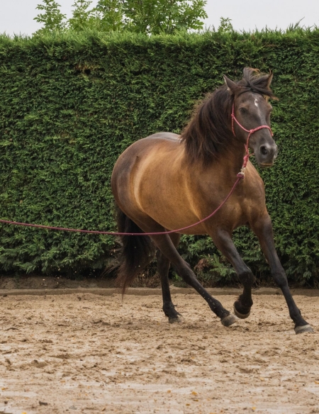 Longe éthologique légère