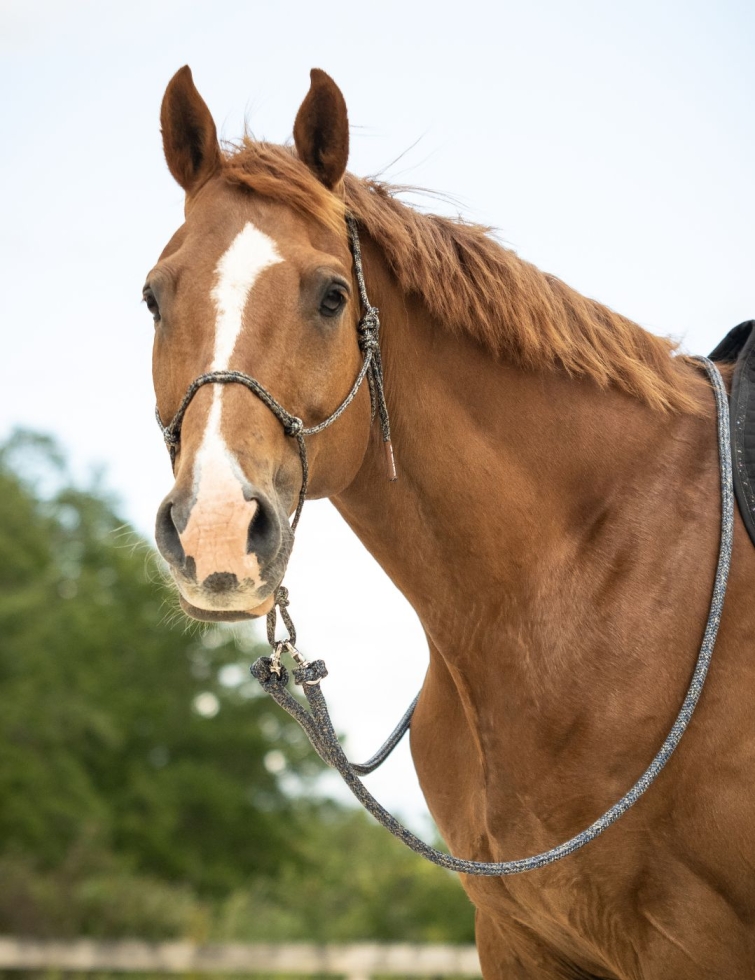 Rênes en corde haute qualité 2