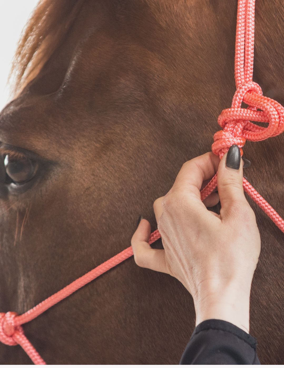 Licol corde Signature