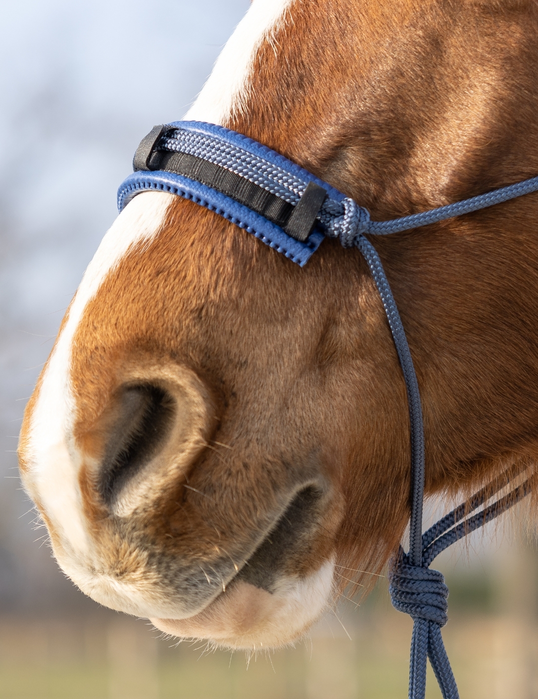 Protection de muserolle