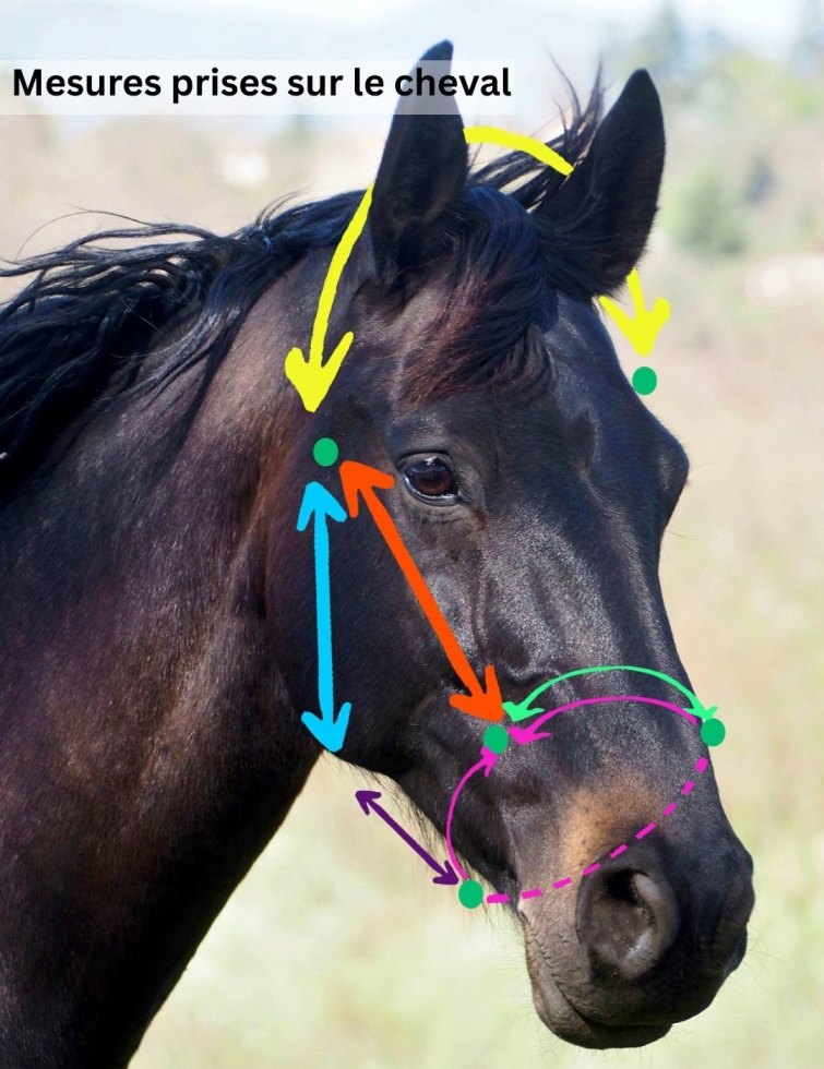 Licol corde sur mesure