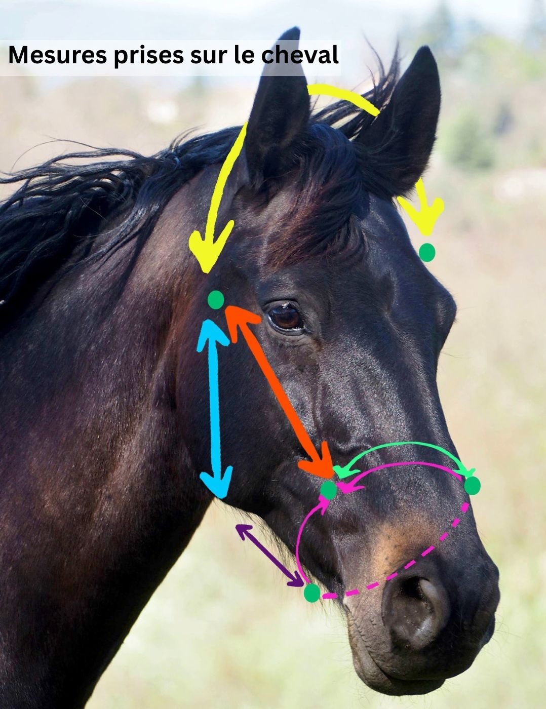 Licol corde sur mesure