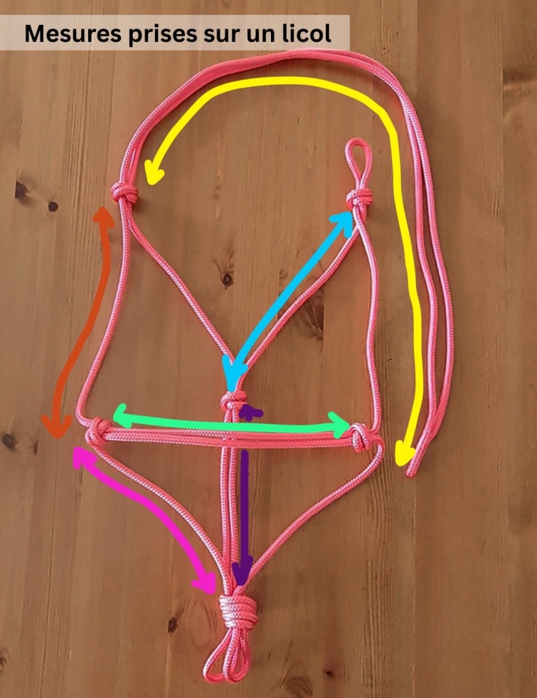 Licol corde sur mesure 2