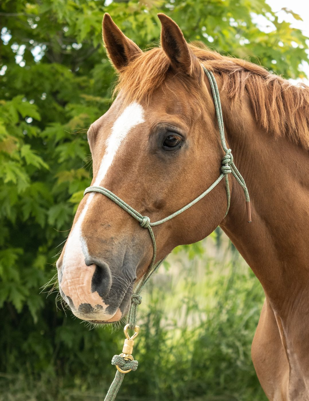 Licol corde Signature