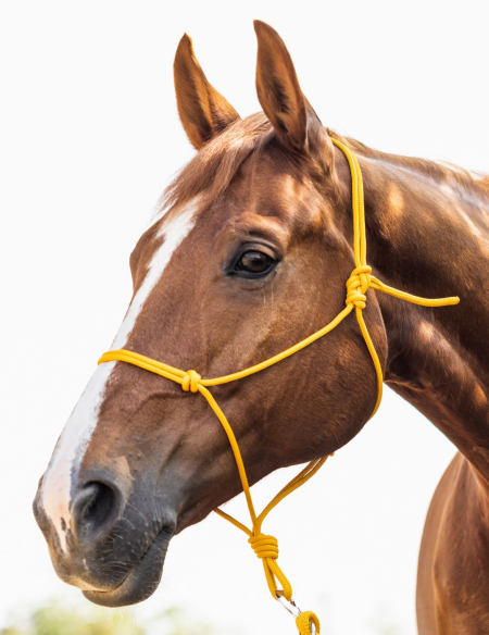 Licol corde Signature