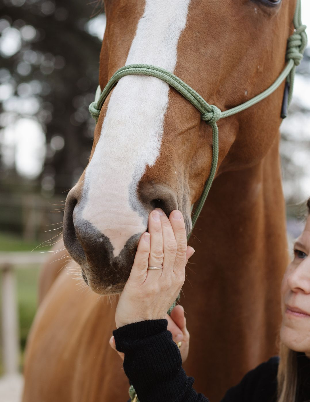Serum de soin pour l'aide au confort respiratoire du cheval