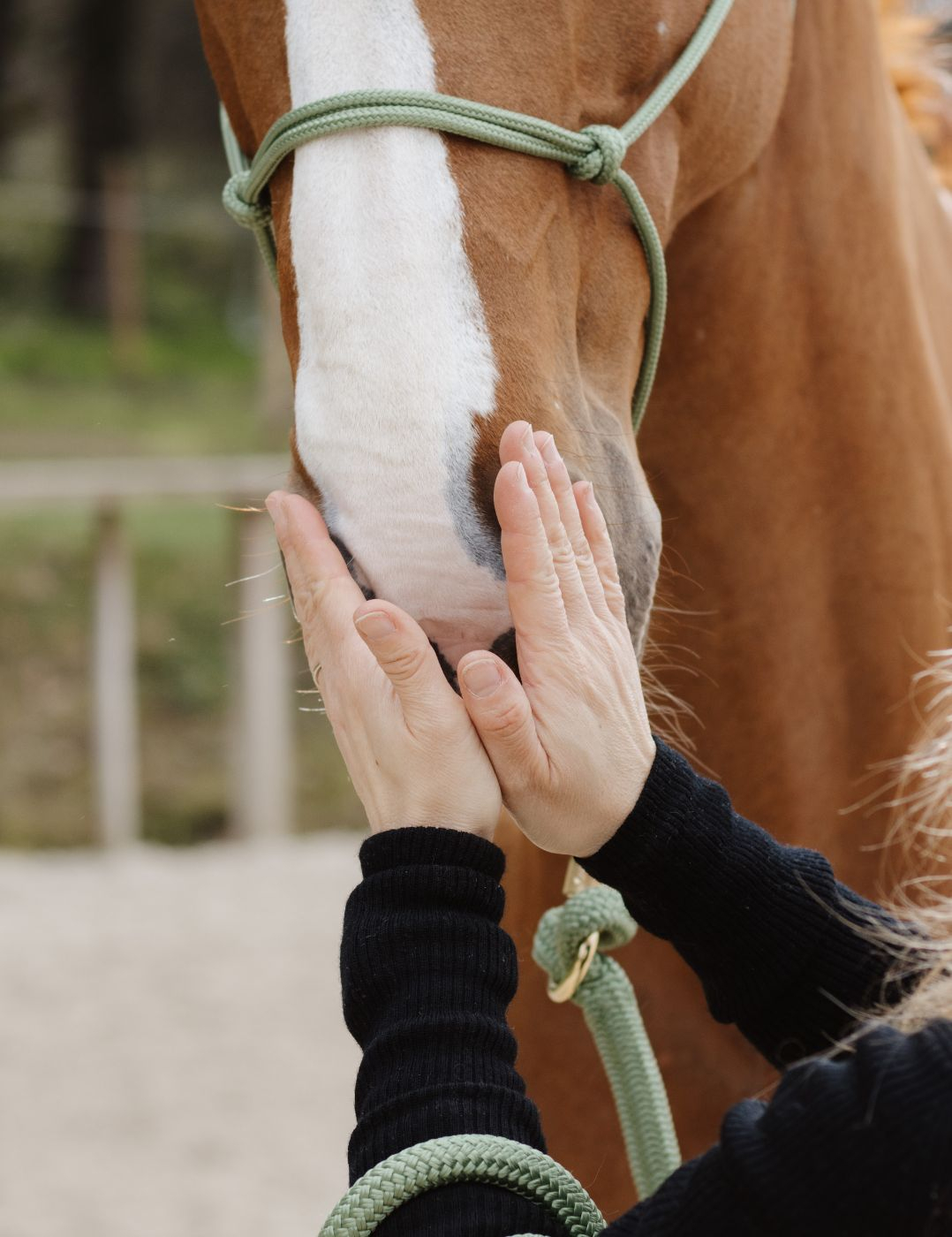 Soin doux et olfactif pour chevaux anxieux