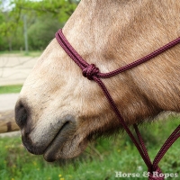 Licols éthologiques