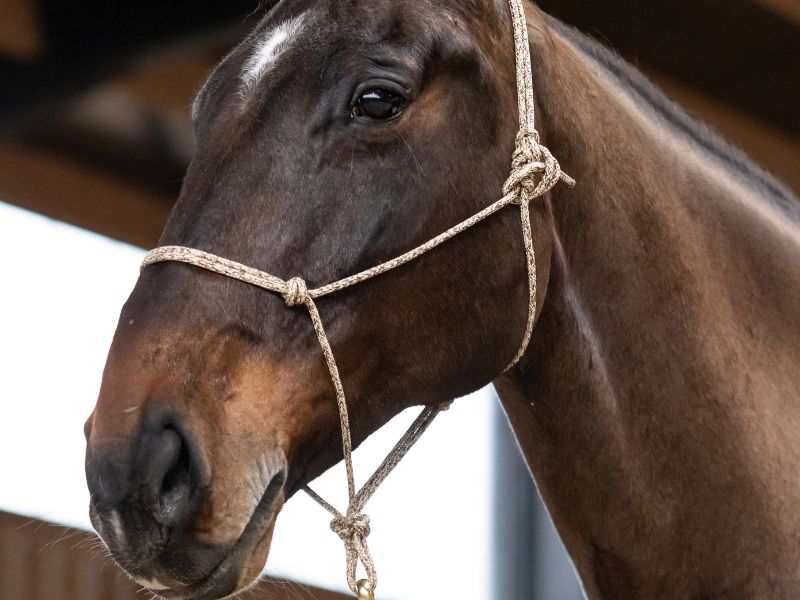 licol en corde porté