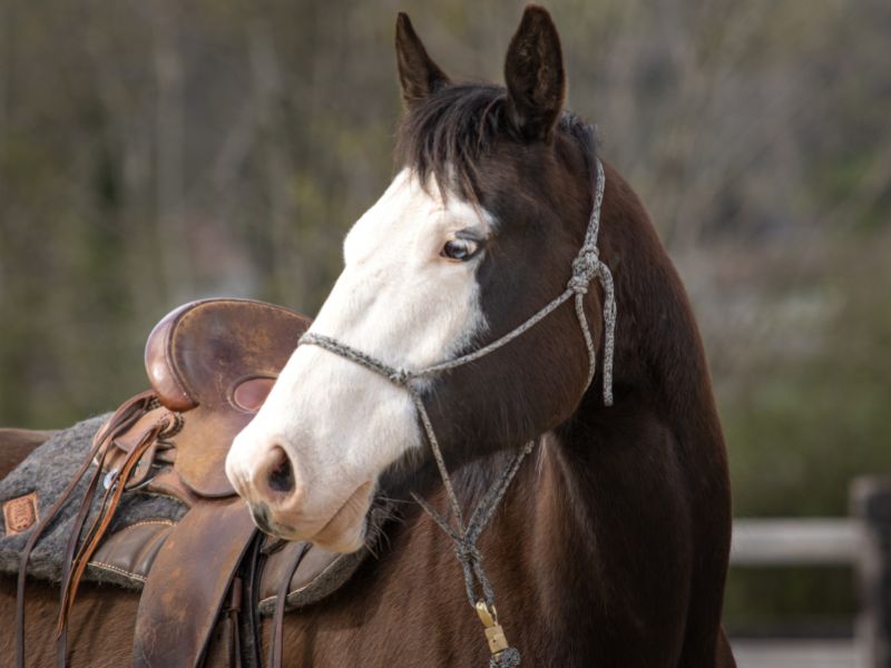 licol en corde porté avec une selle en arrière plan