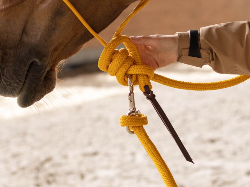 longe accrochée à un licol en corde jaune moutarde sous la tête du cheval