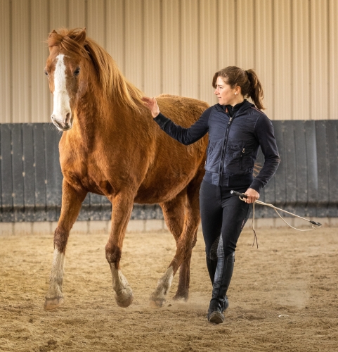 stick horse and ropes