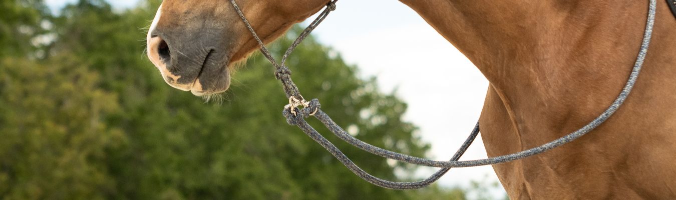 rênes corde qualité